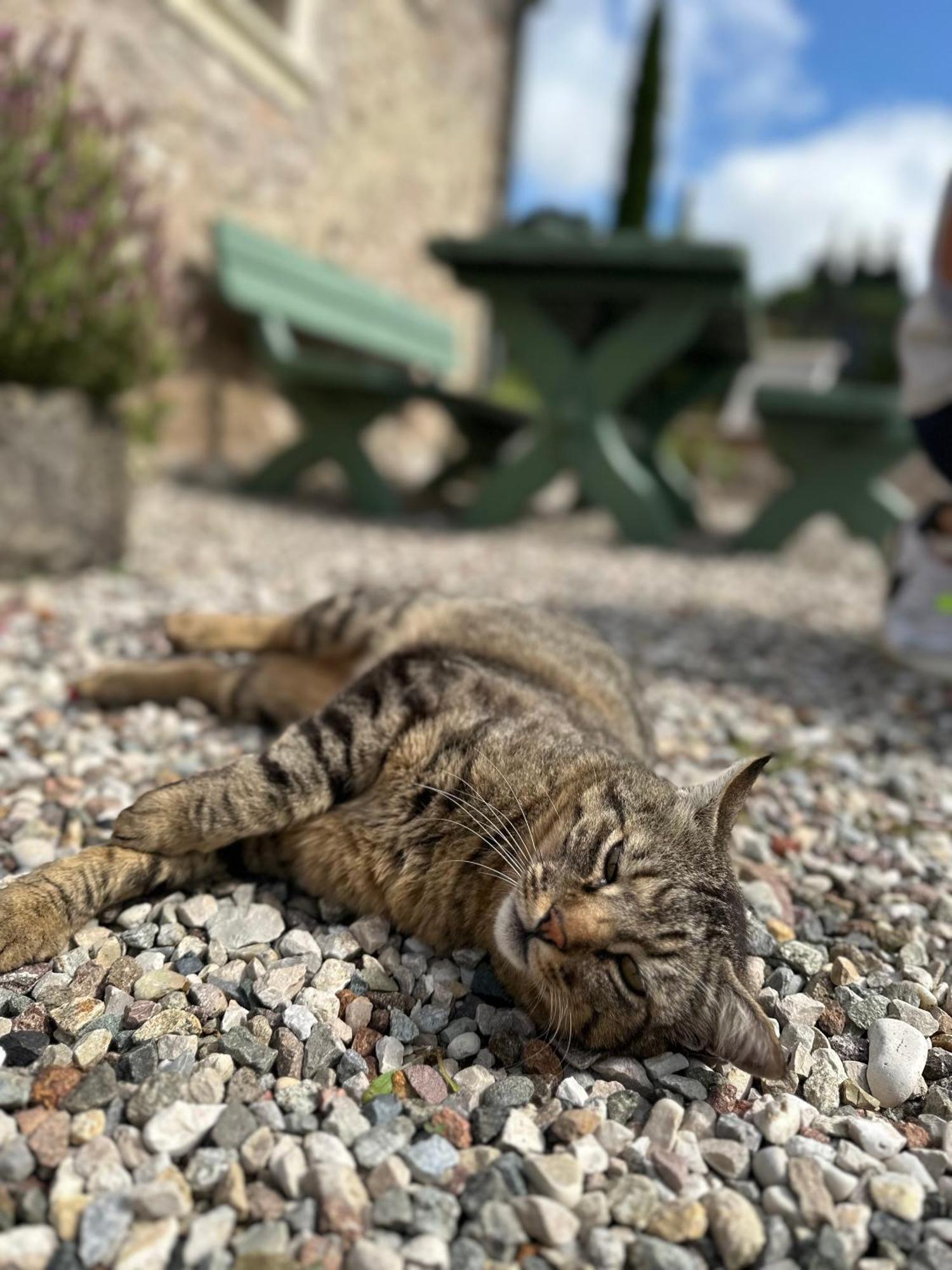 קסטלארו Ca Nova Agriturismo מראה חיצוני תמונה