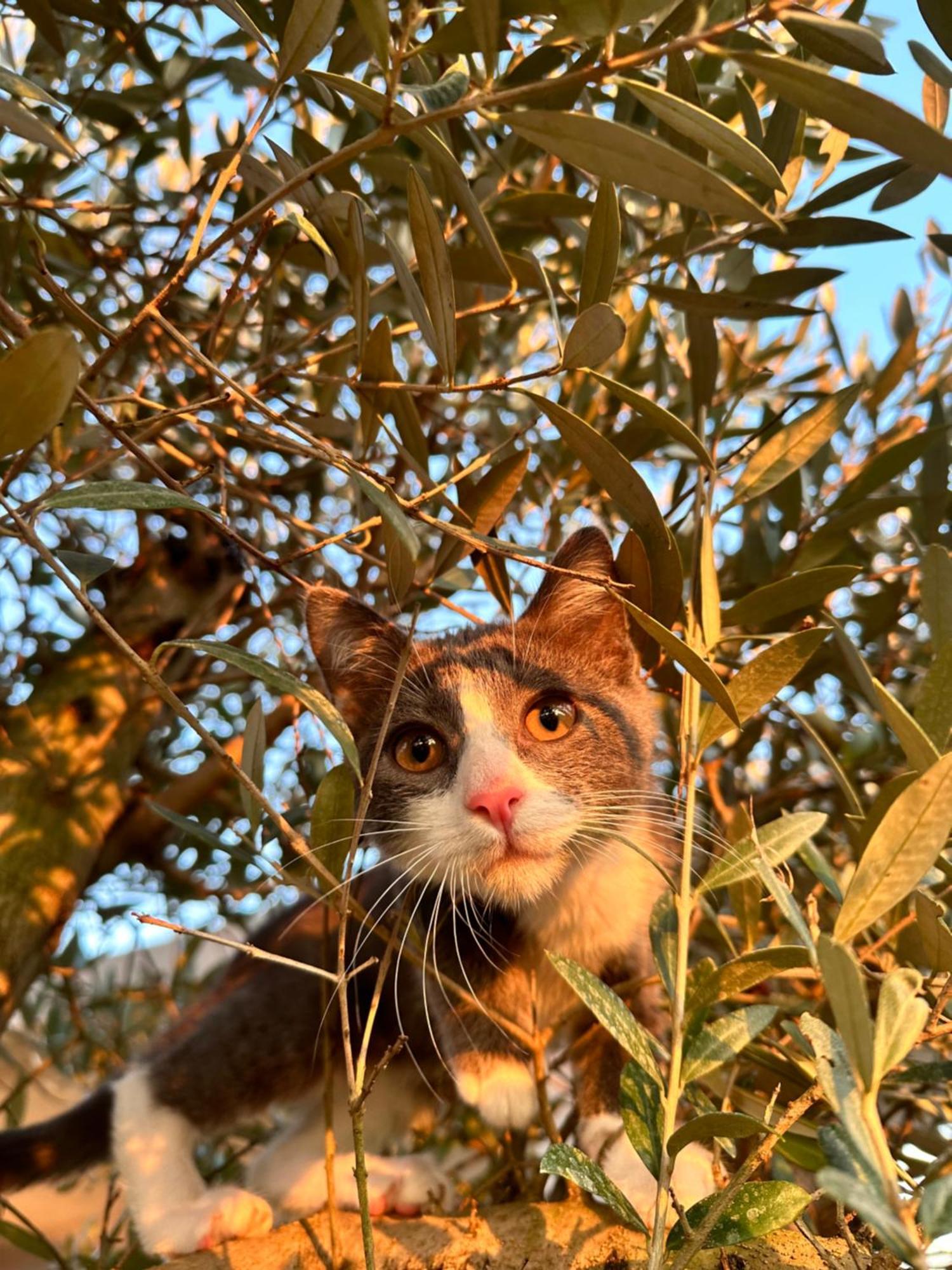 קסטלארו Ca Nova Agriturismo מראה חיצוני תמונה